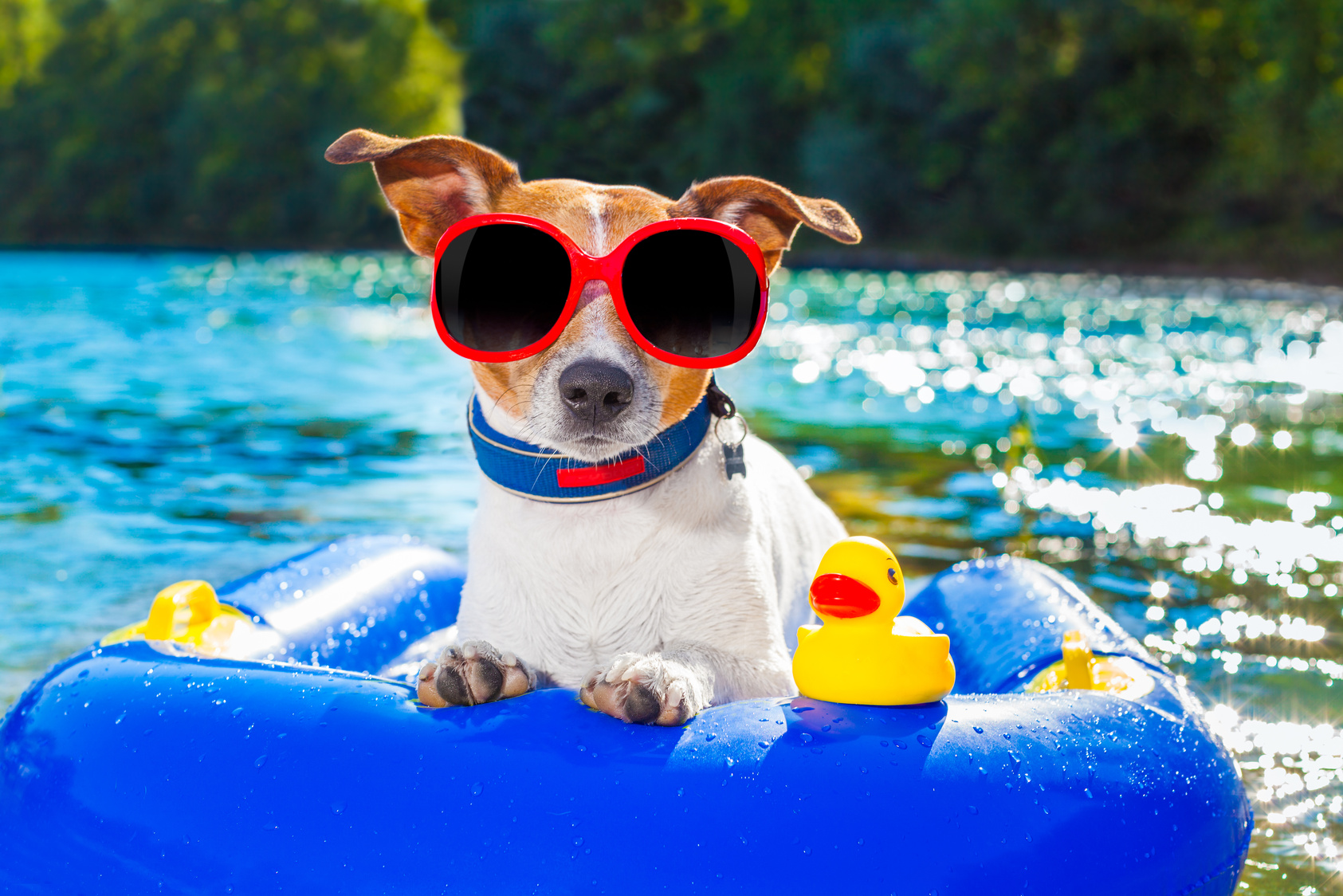 Beach Summer Dog